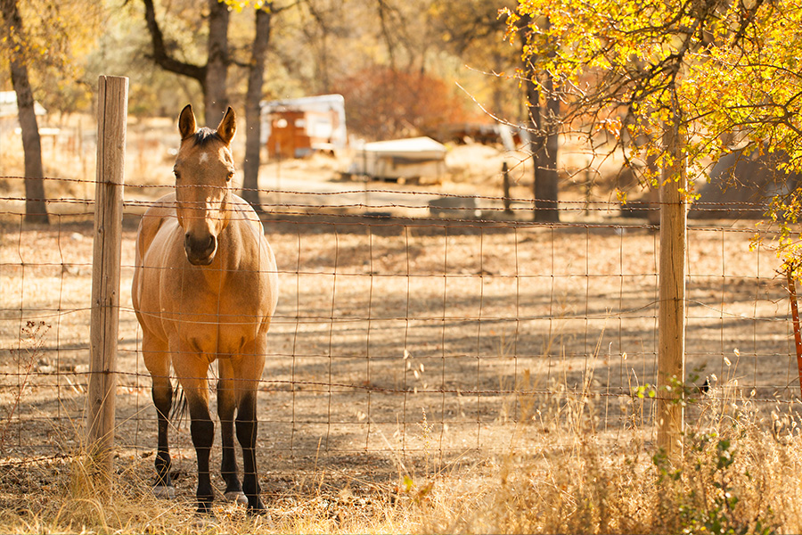 8 Things When Looking for Horse Property